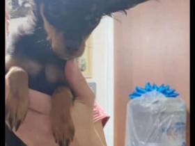 Породистых собак и кошку украли из квартиры в Якутске