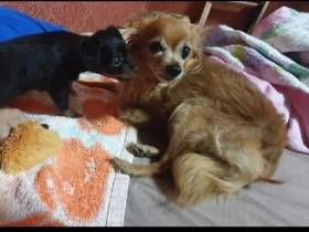 Породистых собак и кошку украли из квартиры в Якутске