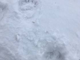 Редкое семейство белых медведей заснял якутский режиссер