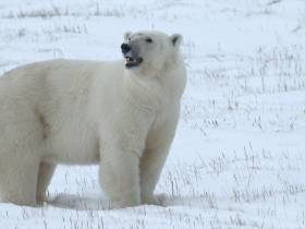 Редкое семейство белых медведей заснял якутский режиссер