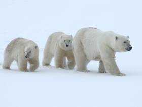 Редкое семейство белых медведей заснял якутский режиссер