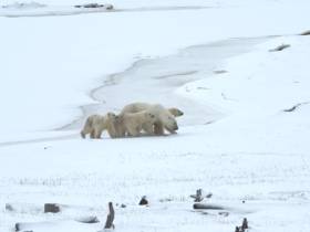 Редкое семейство белых медведей заснял якутский режиссер
