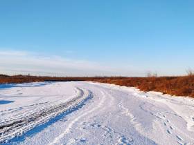 Фотофакт: подснежную голубику собирают в Момском районе Якутии