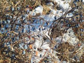 Фотофакт: подснежную голубику собирают в Момском районе Якутии