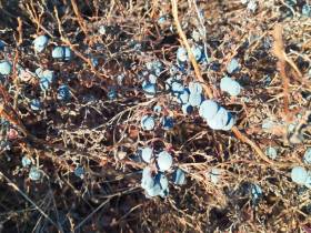 Фотофакт: подснежную голубику собирают в Момском районе Якутии