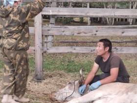 Ветеринарная служба Горного района Якутии отмечает 90-летие