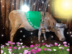 Теленок из Мегино-Кангаласского района Якутии выиграл в конкурсе красоты