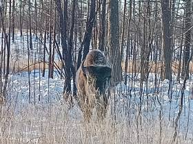 В якутском парке «Тумара» провели зимний отгон лесных бизонов