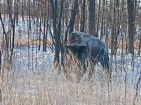 В якутском парке «Тумара» провели зимний отгон лесных бизонов