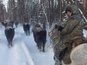 В якутском парке «Тумара» провели зимний отгон лесных бизонов