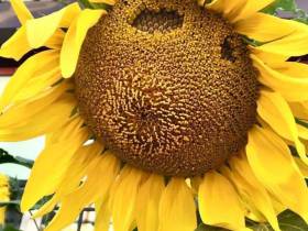 Якутский медиапроект «Из города в село: Фермер» создаёт уникальный образ сельских территорий