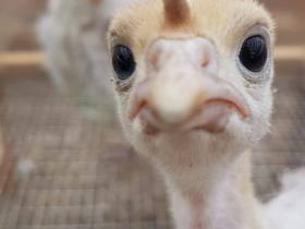 Якутский медиапроект «Из города в село: Фермер» создаёт уникальный образ сельских территорий