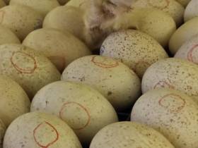 Якутский медиапроект «Из города в село: Фермер» создаёт уникальный образ сельских территорий