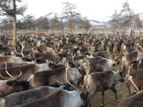 Якутский медиапроект «Из города в село: Фермер» создаёт уникальный образ сельских территорий