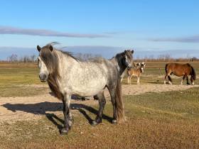 Якутский медиапроект «Из города в село: Фермер» создаёт уникальный образ сельских территорий