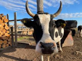 Якутский медиапроект «Из города в село: Фермер» создаёт уникальный образ сельских территорий