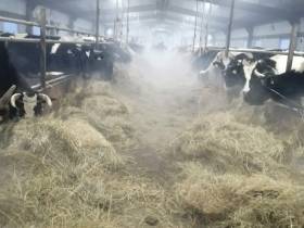 Фермер Акулина Львова: «Поголовье скота не должно уменьшаться»