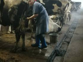 Фермер Акулина Львова: «Поголовье скота не должно уменьшаться»