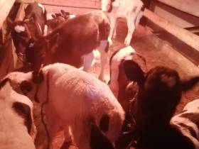 Фермер Акулина Львова: «Поголовье скота не должно уменьшаться»