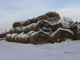 Фермер Акулина Львова: «Поголовье скота не должно уменьшаться»