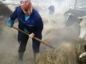 Фермер Акулина Львова: «Поголовье скота не должно уменьшаться»