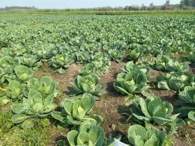 Ирина Петухова: «Ежегодно три выпускника Соттинской школы выбирают агровуз»