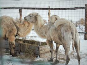 Эму, верблюды и фазаны: каких необычных животных содержат в Якутии