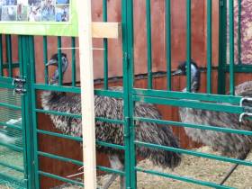 Эму, верблюды и фазаны: каких необычных животных содержат в Якутии