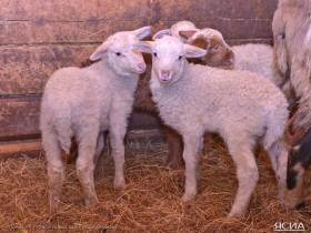 Эму, верблюды и фазаны: каких необычных животных содержат в Якутии