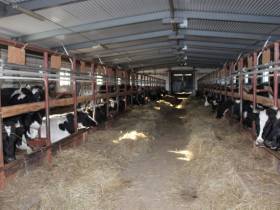 В Якутии два сельхозпредприятия получат федеральные субсидии на строительство коровников