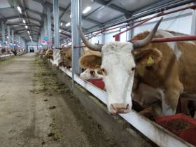 В Якутии два сельхозпредприятия получат федеральные субсидии на строительство коровников