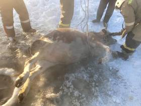 В Якутии пожарные спасли провалившуюся в прорубь корову