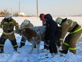 В Якутии пожарные спасли провалившуюся в прорубь корову