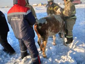 В Якутии пожарные спасли провалившуюся в прорубь корову