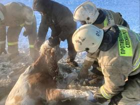В Якутии пожарные спасли провалившуюся в прорубь корову