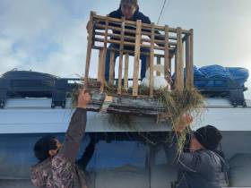 Умер редкий лебедь, поселившийся в пруду у якутского села UPD