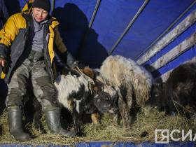 Коров якутской породы привезли для изучения из Эвено-Бытантайского района в Якутск