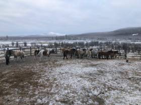 Фермер из Оймяконского района примет участие в конкурсе «Агростартап-2023»