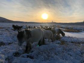 Фермер из Оймяконского района примет участие в конкурсе «Агростартап-2023»