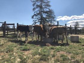 Фермер из Оймяконского района примет участие в конкурсе «Агростартап-2023»