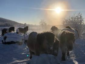Фермер из Оймяконского района примет участие в конкурсе «Агростартап-2023»