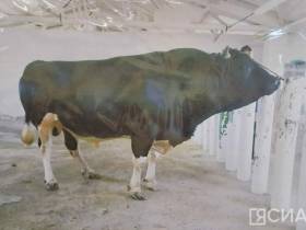 Обсудили вопросы и проблемы восстановления популяции якутской породы коров и лошадей