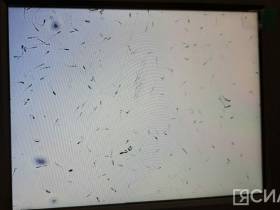 Обсудили вопросы и проблемы восстановления популяции якутской породы коров и лошадей