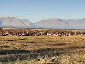 Акулина Слепцова из Момского улуса: «Хочу, чтобы число оленеводов росло»