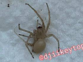 Эксперт рассказал, что за белый паук напугал жителей Якутска