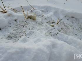Кругом снег, наледь и прорывы воды: жители аварийных домов в Якутске бьют тревогу