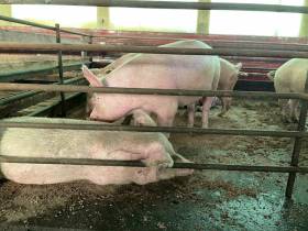 Фермер из Вилюйского района открыл завод по производству тушенки