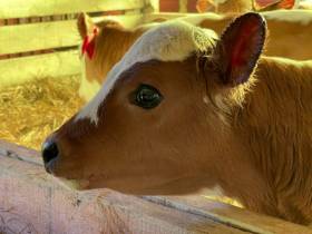 Фермер из Вилюйского района открыл завод по производству тушенки