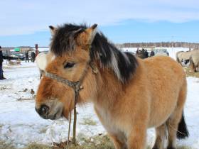 Лучшего жеребца якутской породы янского типа выбрали на Дне коневода-табунщика
