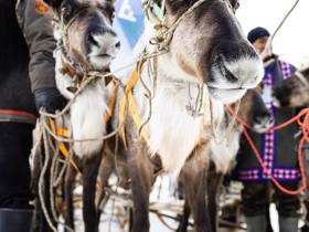 Кормление огня, камлание шамана и гонки на оленях: как эвенки отметили День оленевода
